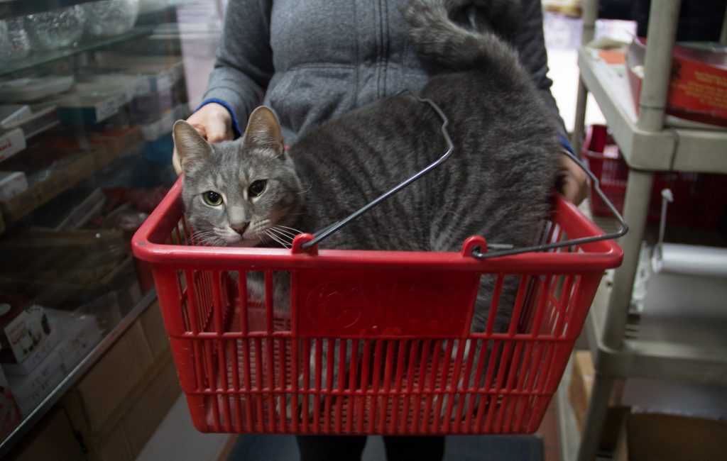 A Small Cambodian Grocery in Bronx